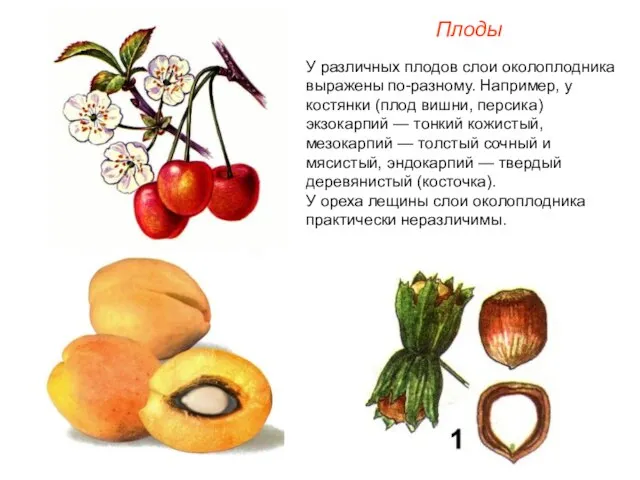 У различных плодов слои околоплодника выражены по-разному. Например, у костянки (плод вишни,