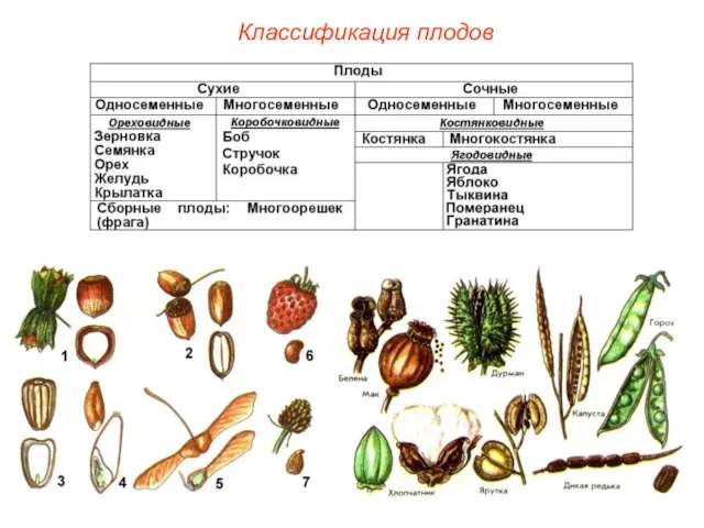 Классификация плодов