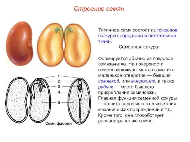 Типичное семя состоит из покровов (кожуры), зародыша и питательной ткани. Семенная кожура: