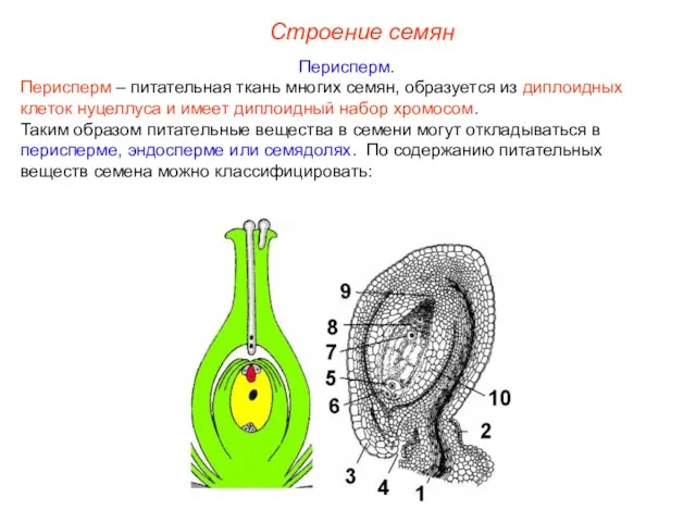 Перисперм. Перисперм – питательная ткань многих семян, образуется из диплоидных клеток нуцеллуса