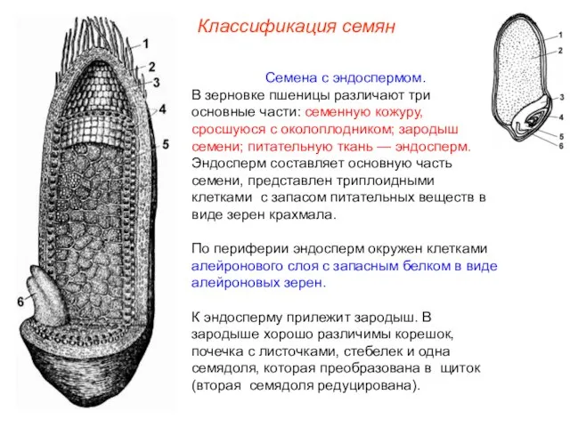 Семена с эндоспермом. В зерновке пшеницы различают три основные части: семенную кожуру,