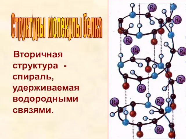 Вторичная структура - спираль, удерживаемая водородными связями. Структуры молекулы белка