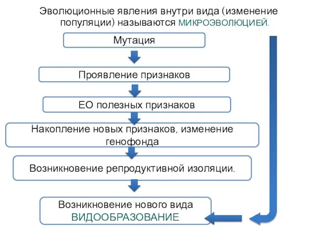 Накопление новых признаков, изменение генофонда ЕО полезных признаков Эволюционные явления внутри вида