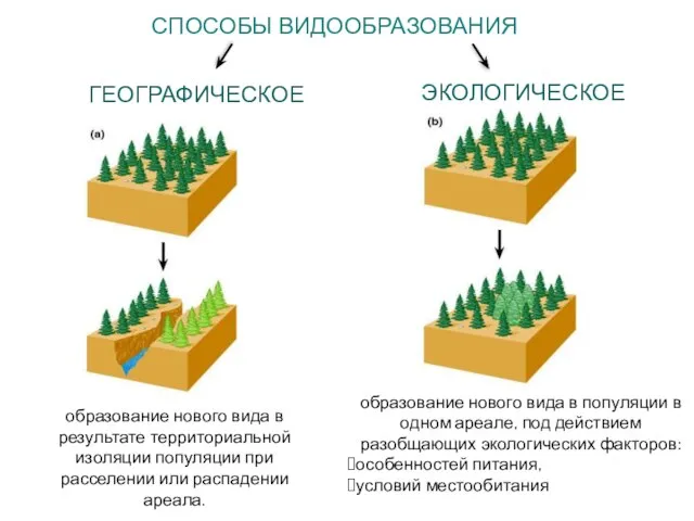 СПОСОБЫ ВИДООБРАЗОВАНИЯ ГЕОГРАФИЧЕСКОЕ ЭКОЛОГИЧЕСКОЕ образование нового вида в результате территориальной изоляции популяции