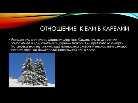 ОТНОШЕНИЕ К ЕЛИ В КАРЕЛИИ Раньше ель считалась деревом мертвых. Садить ель