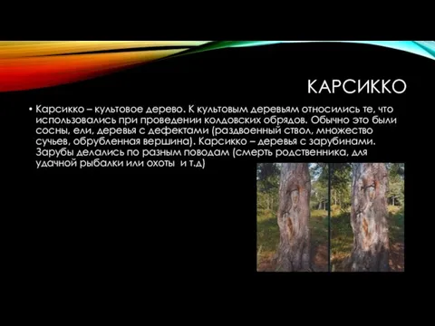 КАРСИККО Карсикко – культовое дерево. К культовым деревьям относились те, что использовались