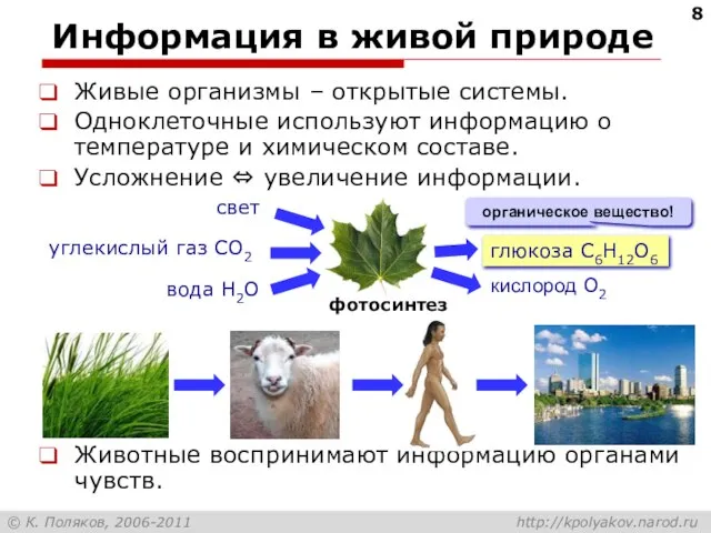 Информация в живой природе Живые организмы – открытые системы. Одноклеточные используют информацию