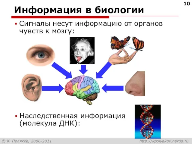 Информация в биологии Сигналы несут информацию от органов чувств к мозгу: Наследственная информация (молекула ДНК):