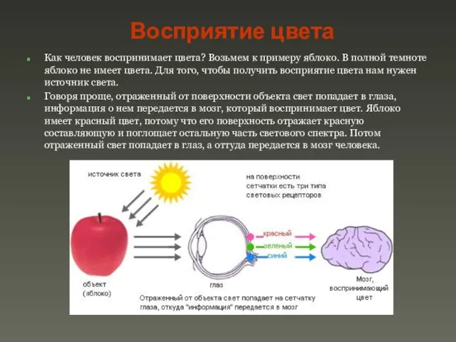 Восприятие цвета Как человек воспринимает цвета? Возьмем к примеру яблоко. В полной