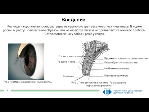 Введение Ресницы – короткие волоски, растущие из наружного края века животных и