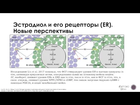 Эстрадиол и его рецепторы (ER). Новые перспективы Исследование Liu et al. 2017