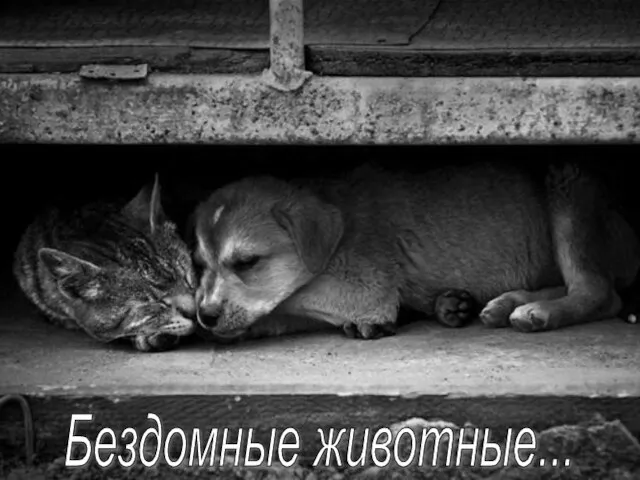 Бездомные животные...