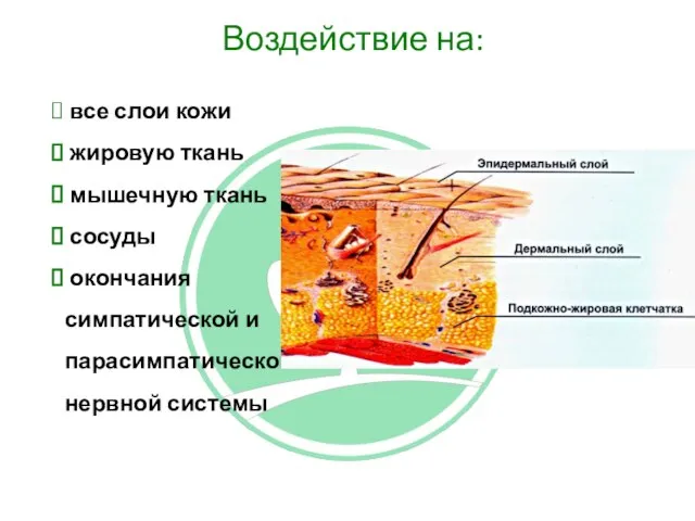 Воздействие на: все слои кожи жировую ткань мышечную ткань сосуды окончания симпатической и парасимпатической нервной системы