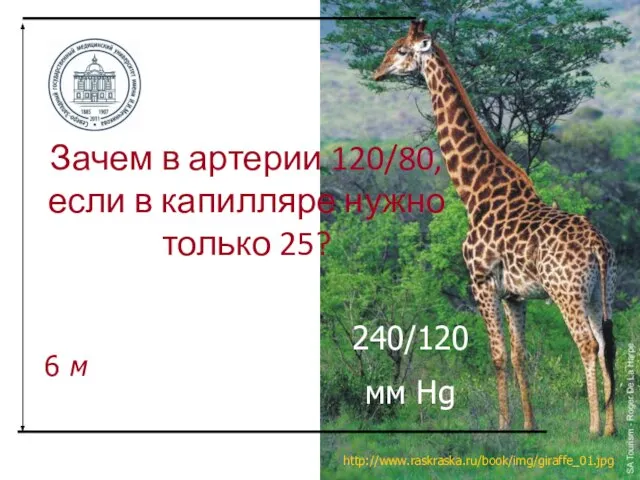 Зачем в артерии 120/80, если в капилляре нужно только 25? http://www.raskraska.ru/book/img/giraffe_01.jpg 6 м 240/120 мм Hg
