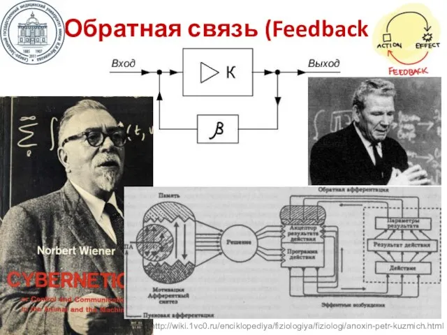 Обратная связь (Feedback) http://wiki.1vc0.ru/enciklopediya/fiziologiya/fiziologi/anoxin-petr-kuzmich.html