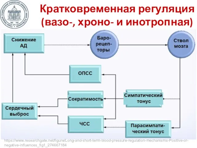 Кратковременная регуляция (вазо-, хроно- и инотропная) https://www.researchgate.net/figure/Long-and-short-term-blood-pressure-regulation-mechanisms-Positive-or-negative-influences_fig1_274667184