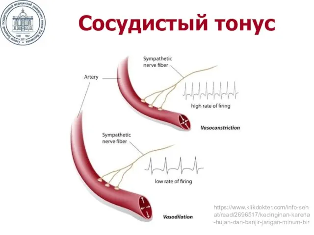 Сосудистый тонус https://www.klikdokter.com/info-sehat/read/2696517/kedinginan-karena-hujan-dan-banjir-jangan-minum-bir