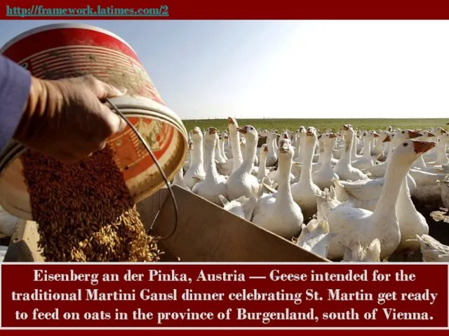 http://framework.latimes.com/2010/10/12/pictures-in-the-news-43/#/4 Eisenberg an der Pinka, Austria — Geese intended for the traditional