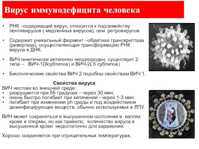 Вирус иммунодефицита человека РНК –содержащий вирус, относится к подсемейству лентивирусов ( медленных