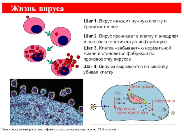 Жизнь вируса Шаг 1. Вирус находит нужную клетку и проникает в нее