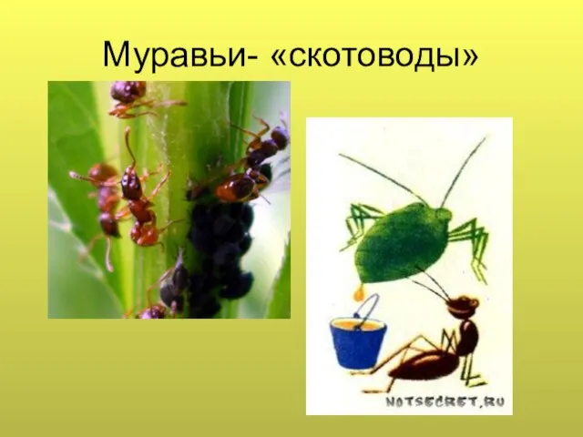 Муравьи- «скотоводы»