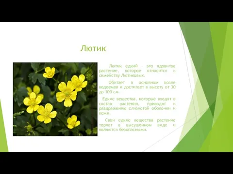 Лютик Лютик едкий – это ядовитое растение, которое относится к семейству Лютиковых.