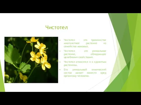 Чистотел Чистотел – это травянистое многолетнее растение из семейства маковых. Чистотел –