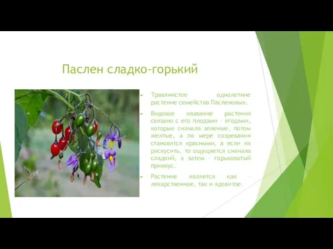 Паслен сладко-горький Травянистое однолетние растение семейства Пасленовых. Видовое название растения связано с