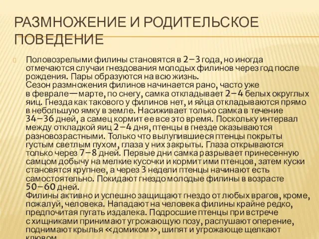 РАЗМНОЖЕНИЕ И РОДИТЕЛЬСКОЕ ПОВЕДЕНИЕ Половозрелыми филины становятся в 2–3 года, но иногда