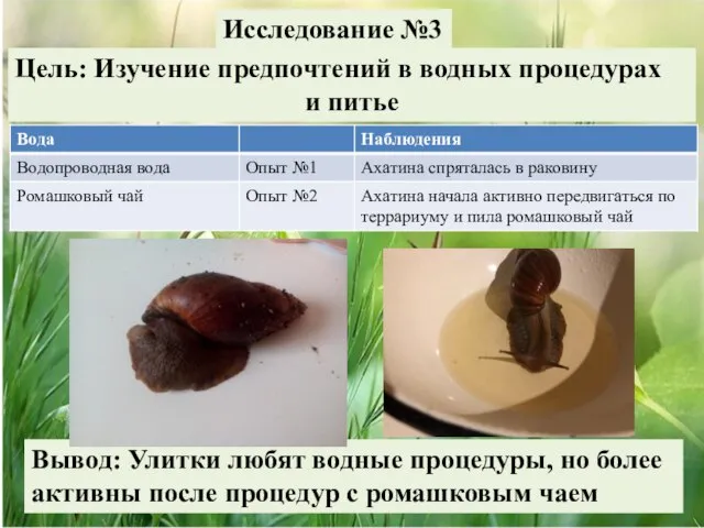 Исследование №3 Цель: Изучение предпочтений в водных процедурах и питье Вывод: Улитки