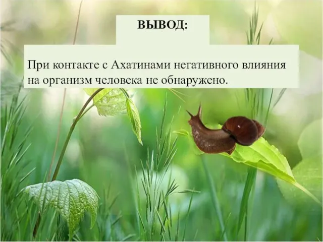 ВЫВОД: При контакте с Ахатинами негативного влияния на организм человека не обнаружено.