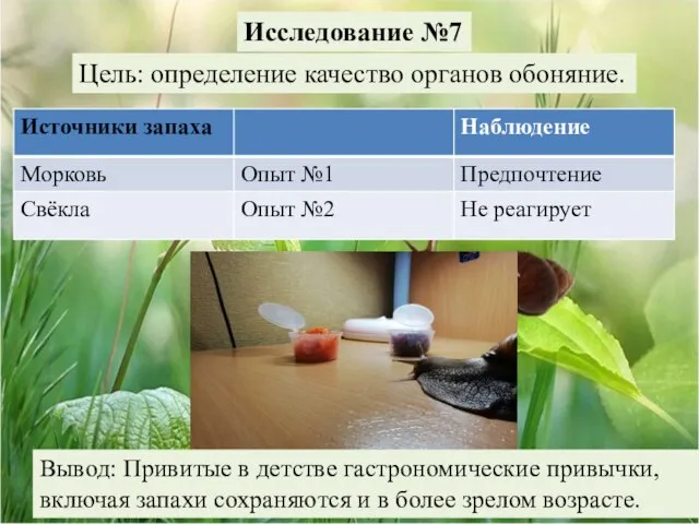 Исследование №7 Цель: определение качество органов обоняние. Вывод: Привитые в детстве гастрономические