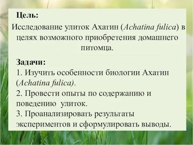 Цель: Исследование улиток Ахатин (Achatina fulica) в целях возможного приобретения домашнего питомца.