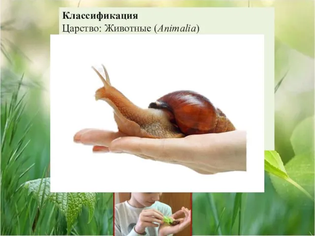 Классификация Царство: Животные (Animalia) Тип: Моллюски (Mollusca) Класс: Брюхоногие (Gastropoda) Отряд: Лёгочные