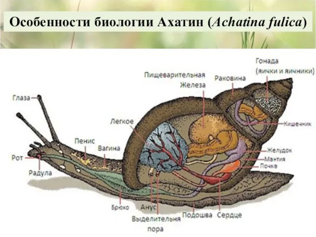 Особенности биологии Ахатин (Achatina fulica)