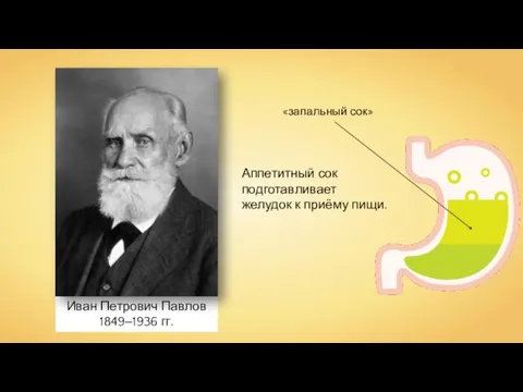 Иван Петрович Павлов 1849‒1936 гг. Аппетитный сок подготавливает желудок к приёму пищи.