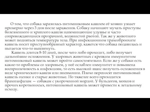 О том, что собака заразилась питомниковым кашлем её хозяин узнает примерно через