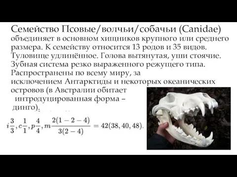 Семейство Псовые/волчьи/собачьи (Canidae) объединяет в основном хищников крупного или среднего размера. К