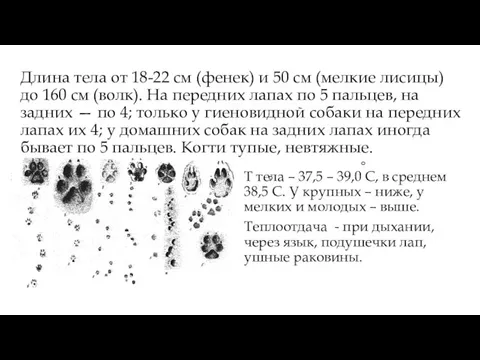 Длина тела от 18-22 см (фенек) и 50 см (мелкие лисицы) до