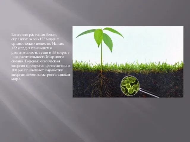 Ежегодно растения Земли образуют около 177 млрд. т органических веществ. Из них
