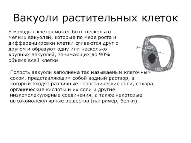 Вакуоли растительных клеток У молодых клеток может быть несколько мелких вакуолей, которые