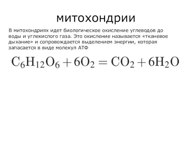 митохондрии В митохондриях идет биологическое окисление углеводов до воды и углекислого газа.