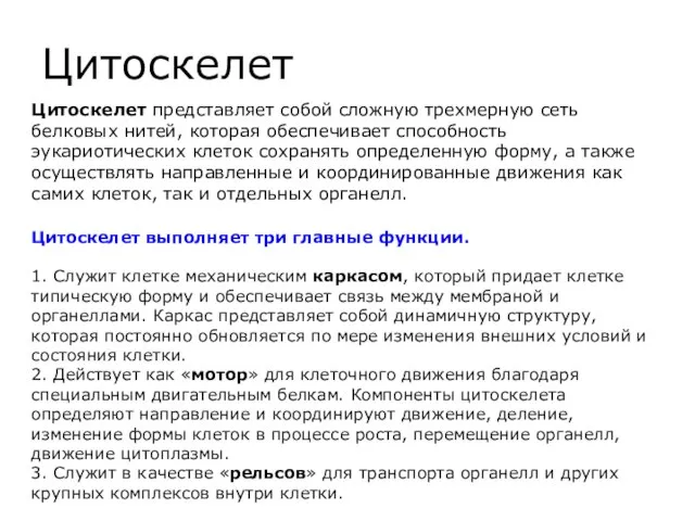 Цитоскелет Цитоскелет представляет собой сложную трехмерную сеть белковых нитей, которая обеспечивает способность