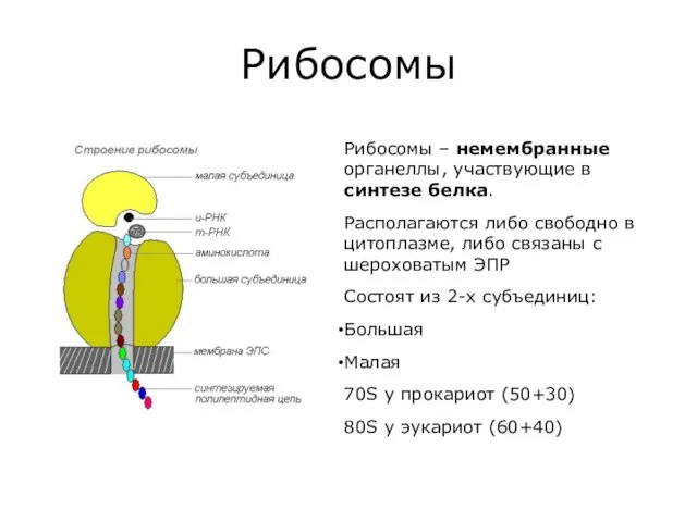 Рибосомы Рибосомы – немембранные органеллы, участвующие в синтезе белка. Располагаются либо свободно