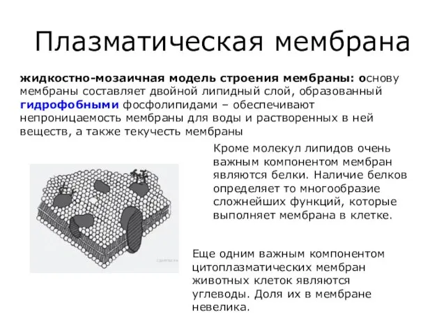 Плазматическая мембрана жидкостно-мозаичная модель строения мембраны: основу мембраны составляет двойной липидный слой,