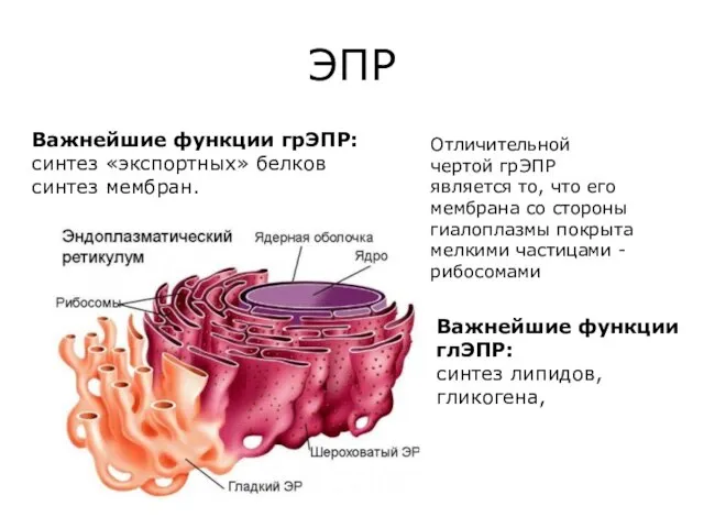 ЭПР Важнейшие функции грЭПР: синтез «экспортных» белков синтез мембран. Отличительной чертой грЭПР