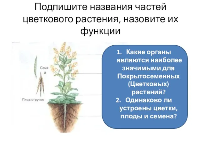 Подпишите названия частей цветкового растения, назовите их функции Какие органы являются наиболее
