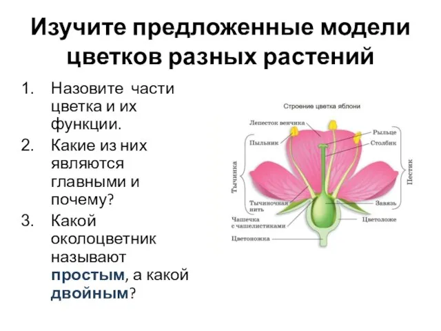 Изучите предложенные модели цветков разных растений Назовите части цветка и их функции.
