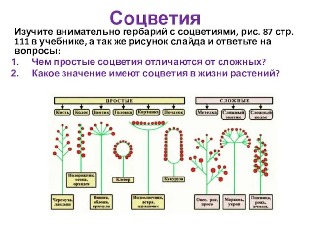 Соцветия Изучите внимательно гербарий с соцветиями, рис. 87 стр. 111 в учебнике,