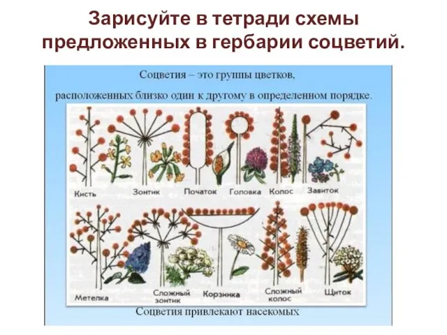 Зарисуйте в тетради схемы предложенных в гербарии соцветий.